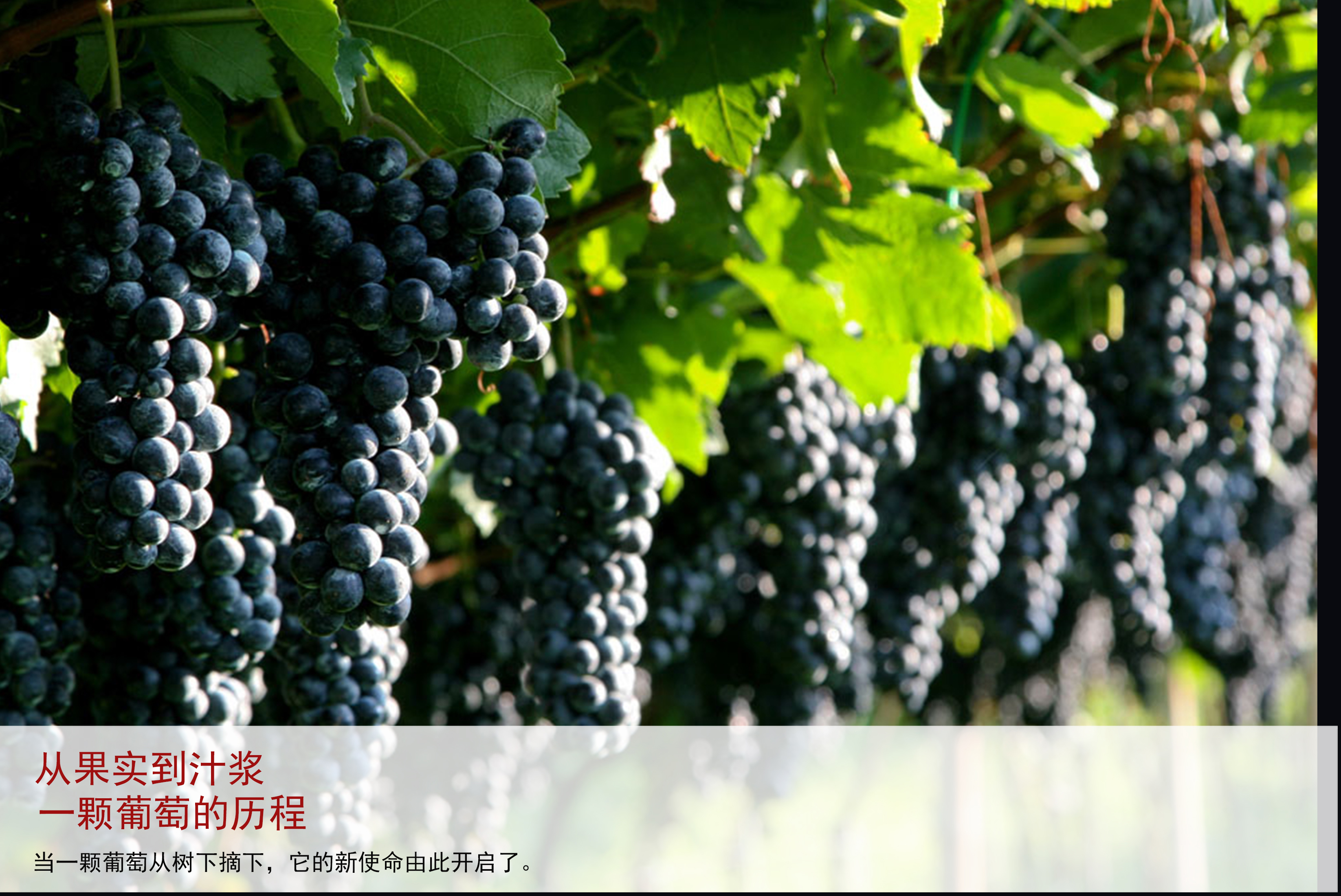 Dynasty王朝一星国产干红葡萄酒(图9)